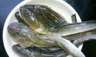胖头鱼诱饵怎么做（胖头鱼诱饵怎么做好吃）