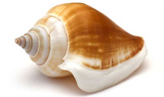 海螺壳发白怎么处理（海螺的壳怎么样才会变成白色）