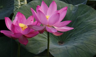 鱼塘水芙蓉怎么处理（水芙蓉鱼塘可以养鱼吗）