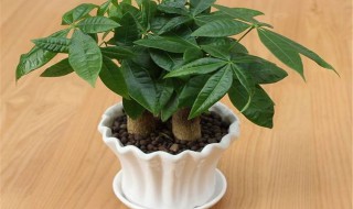 发财树养植的方法（发财树养植的方法有哪些）