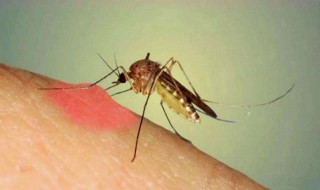 家里有蚊子怎么处理（家里有蚊子怎么处理掉）