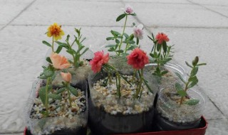 太阳花扦插的最佳方法 太阳花扦插的最佳方法是什么