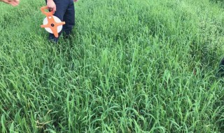 仓库除草最好的方法（仓库除湿最好的方法）