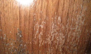木制家具容易发霉怎么处理 木制家具容易发霉怎么处理干净