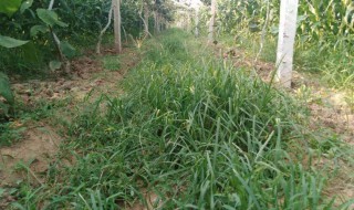 猕猴桃地杂草怎么处理 猕猴桃地怎样种草