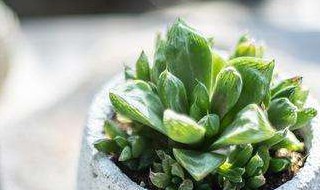 多肉水培发根怎么处理（多肉水培发根怎么处理好）