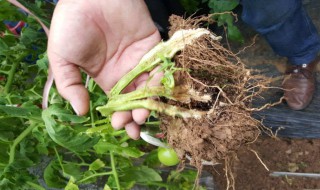 土壤病害的防治方法 土壤病害的防治方法有哪些