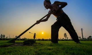 小草用什么方法除掉 小草用什么方法除掉它的叶子