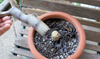 玉树烂茎怎么处理方法（玉树烂茎了如何挽救）