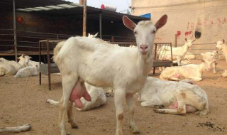 奶公牛养殖技术方法（奶公牛养殖视频）