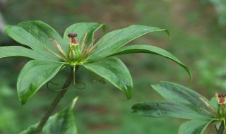七叶一枝的种植方法（七叶一枝的种植方法图片）