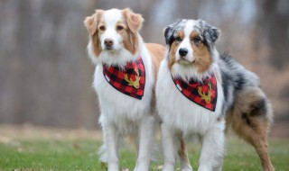 遇见狗怎么做安全 遇到狗时应该怎么做?