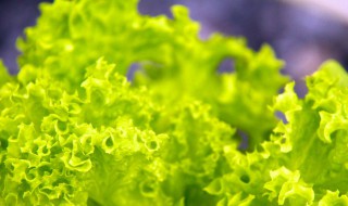 泡沫箱种生菜的方法（泡沫箱种生菜几天发芽）