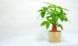 发财树泥土生虫怎么处理（发财树泥土生虫怎么处理视频）