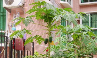 家庭种植木瓜的方法 家庭种植木瓜的方法和技术