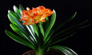 君子兰砍头方法