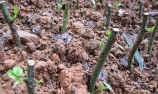 月季用柳枝生根方法 柳枝水扦插月季