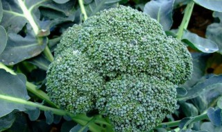 阳台西兰花种植方法（阳台西兰花怎么种植）