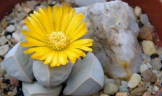 多肉魔玉的养殖方法 多肉魔玉的养殖方法视频