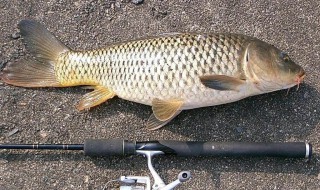 农村野河钓鲤鱼方法（怎么在野河钓鲤鱼）