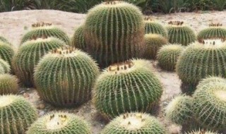 仙人球种植方法要点（仙人球种植方法要点有哪些）