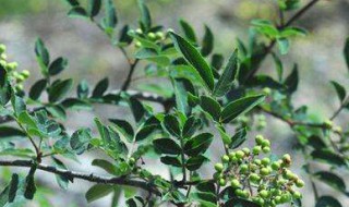 青花椒树的修剪方法 青花椒修剪枝技术视频