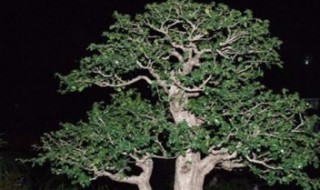 黑骨茶养护方法技巧（黑骨茶养护方法技巧图解）