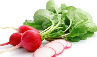 红萝卜种植时间和方法（樱桃红萝卜种植时间和方法）