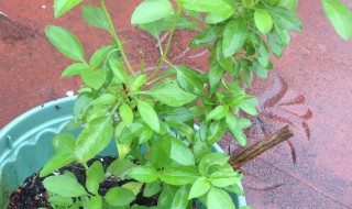 金不换盆栽种植方法（金不换的盆栽方法）