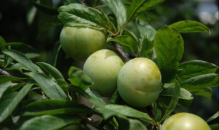 李子小树的修剪方法 李子小树的修剪方法视频