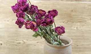 干花不吉利是真的吗 干花有不好的寓意?