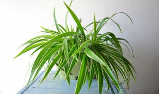 吊兰长得太高怎么处理 吊兰长的太高了怎么办