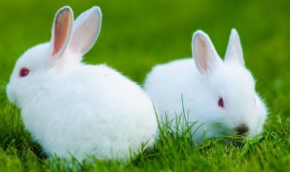 抓兔子最简单方法（抓兔子教程）