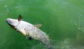 钓鱼时自己怎么做能钓到鱼（钓鱼怎么弄）