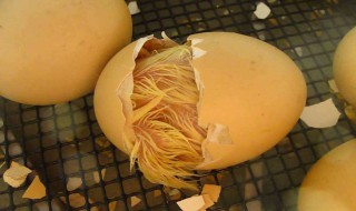 世界上是先有鸡还是先有蛋（脑筋急转弯世界上是先有鸡还是先有蛋）