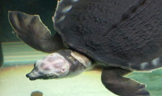 猪鼻龟最好养殖方法（猪鼻龟的养殖方法）