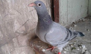 鸽子总打架怎么处理 鸽子总打架怎么处理最好