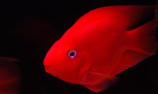 鹦鹉鱼掉麟怎么处理 鹦鹉鱼掉鳞是怎么回事 养鱼老道