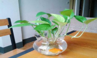 鱼缸绿萝的水培方法（鱼缸养绿萝全部泡水图 怎么操作）
