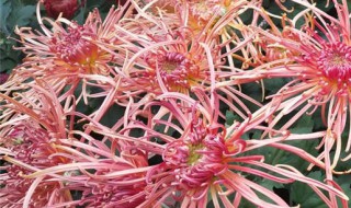 菊花叶子有斑怎么处理 菊花叶子有斑点怎么办