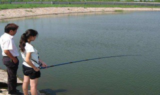 鱼塘水质发绿怎么处理 鱼塘水质发绿怎么处理视频