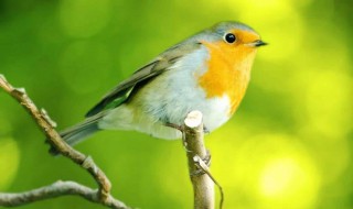 怎么做孵鸟蛋神器（怎么做孵鸟蛋神器简单）