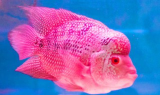 罗汉鱼最佳喂食方法（罗汉鱼喂养注意事项）