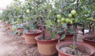 苹果树盆景修剪方法（苹果树盆景修剪方法视频）