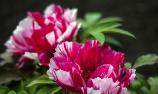 红掌的长叶催花方法 红掌的长叶催花方法有哪些