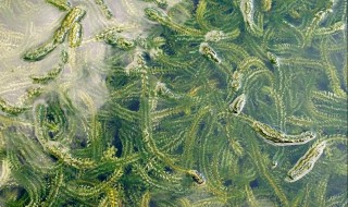 虾塘水有甲藻怎么处理 虾塘水面上一层绿藻怎么办