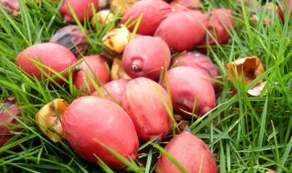 没有熟的椰枣怎么处理 没有熟的椰枣怎么处理才能吃