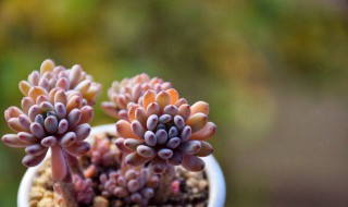 玉露开花干枯后怎么处理 玉露开花后怎么办