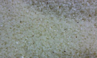 大米生的小黑虫怎么处理 大米生的小黑虫怎么处理视频