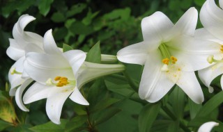 刚收到的百合花怎么处理（刚收到的百合花怎么处理才能开花）